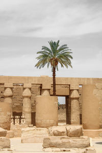 Palm tree in the middle of archaelogical ruins in egypt