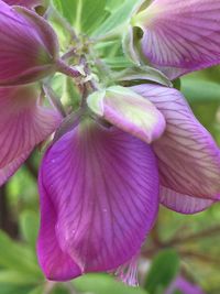 Close-up of pink flowers