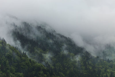 Scenic view of forest against sky