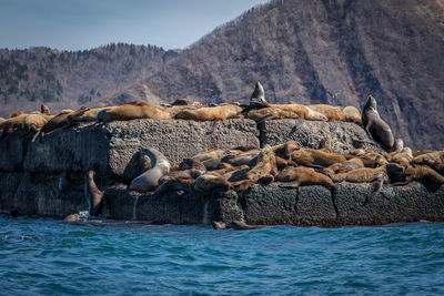 Group of sea lions on rock at sea