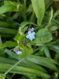 Close-up of purple flowering plant