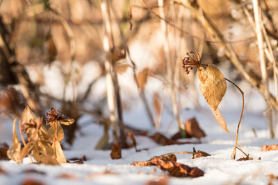 Close-up of snow covered wilted plants