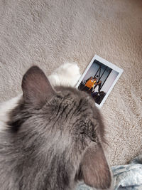 High angle view of cat lying down at home