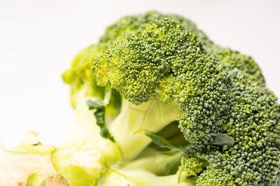 Close-up of green leaves against white background