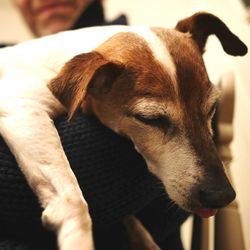 Close-up of dog relaxing