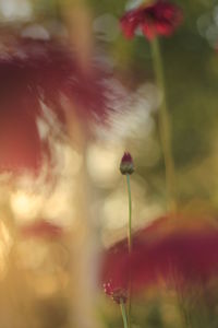 Close-up of flowers