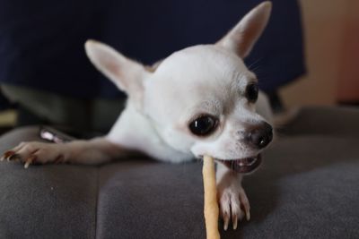 Close-up of dog at home