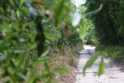 Plants growing on tree