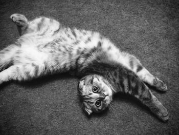 High angle view of cat sleeping