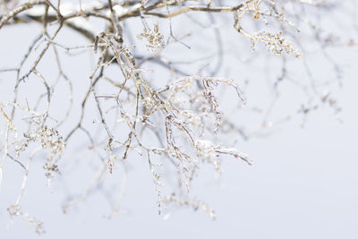 Branches of tree covered in ice after storm seen during a sunny day