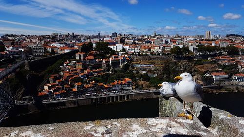 Seagull perching on a city