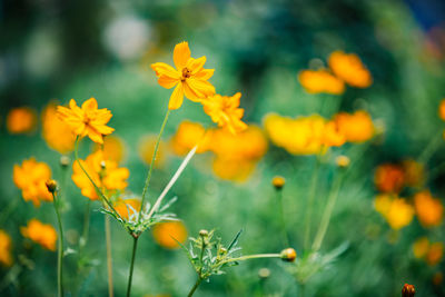 Yellow, orange cosmos flowers on garden, soft focus, blurred