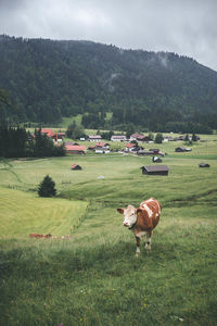 Cows on grassy field