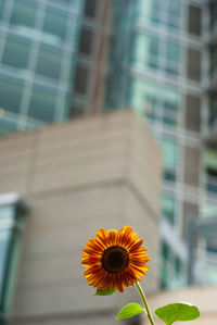 Close-up of yellow flowering plant against building