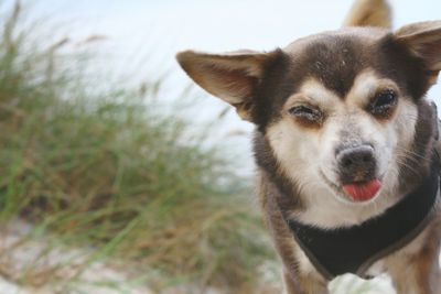 Close-up portrait of dog