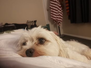 Portrait of dog lying down on bed at home