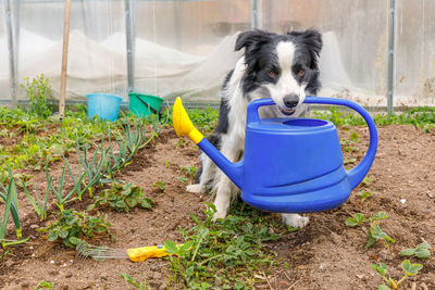 Outdoor portrait of cute smiling dog border collie holding watering can in mouth in garden