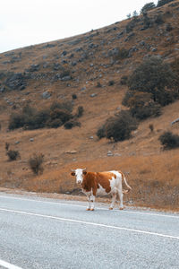 View of a dog on road