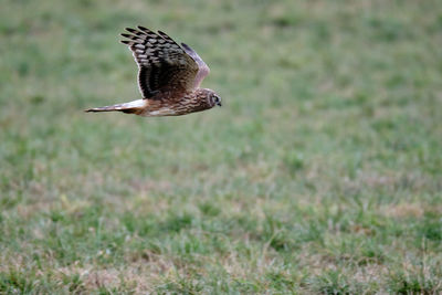 Bird flying over a field