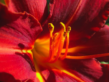 Close-up of red lily flower blooming outdoors