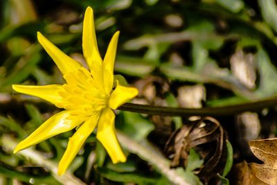 Close-up of yellow flower