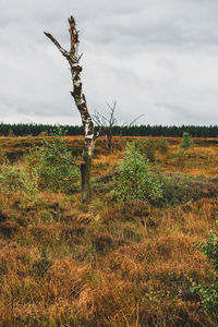 Scenic view of field against sky