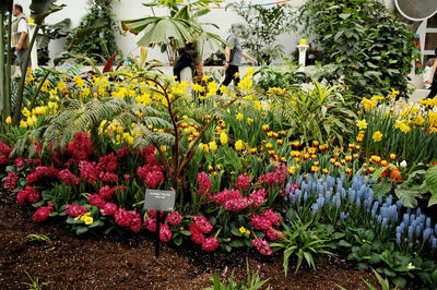 Flower plants in garden