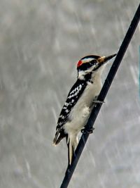 Close-up of bird perching outdoors