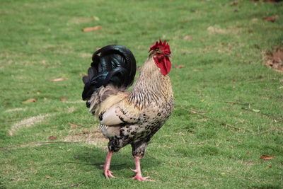 Close-up of rooster on field