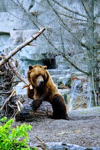 Lion sitting on rock in forest