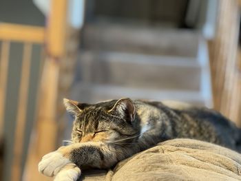 Close-up of cat lying on floor