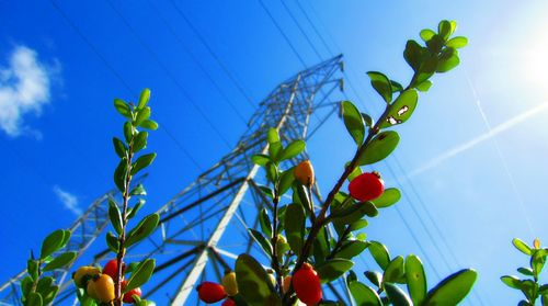 Low angle view of plants growing against blue sky