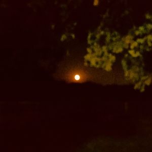 Low angle view of tree against sky at night