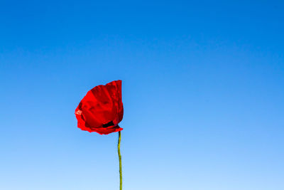 Low angle view of red flower against blue sky