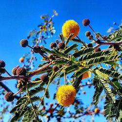 Low angle view of yellow flowers