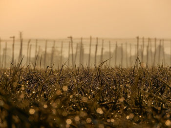 Morning view of  dew