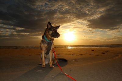 Dog on beach during sunset