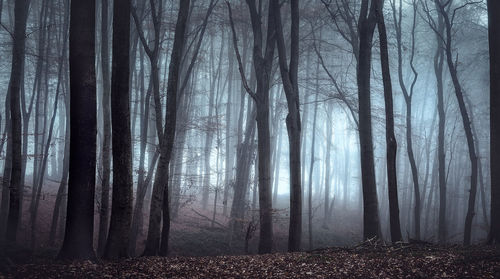 Bare trees in forest during foggy weather