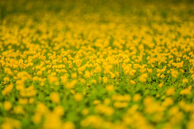 Full frame shot of fresh yellow flower field