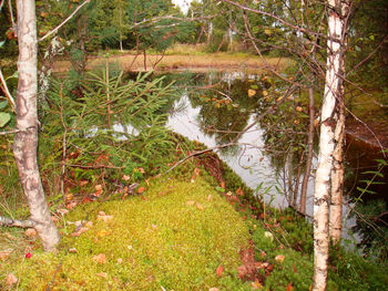 Trees in forest