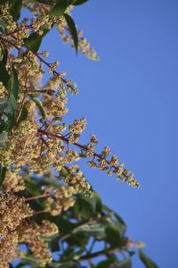 Low angle view of flowering plant against clear blue sky