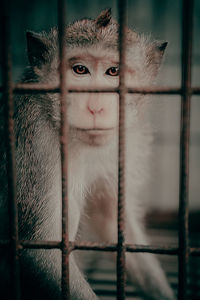 Portrait of monkey in cage at zoo