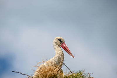 Low angle view of bird perching on the sky