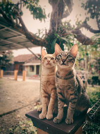 Portrait of two cat