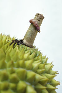 Close-up of leaf against white background