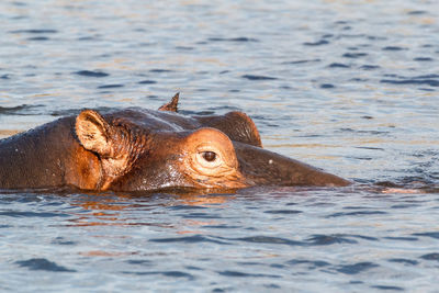 View of turtle in sea