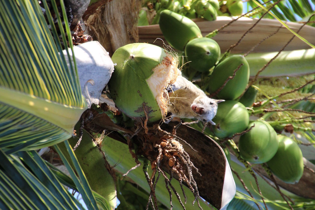 Eating coconut