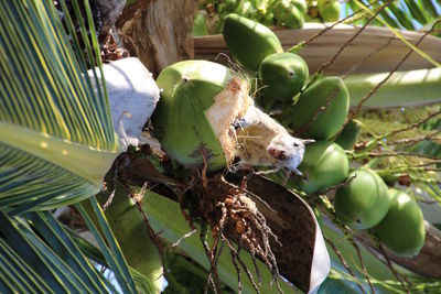 Close-up of lizard on plant