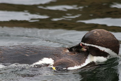 Duck swimming in a lake