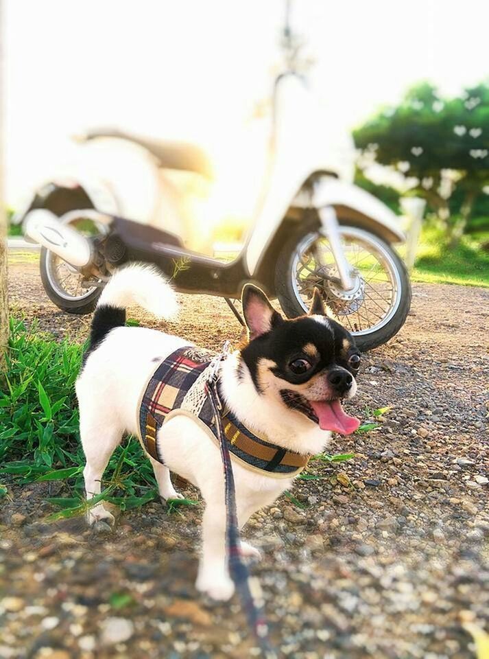 domestic animals, animal themes, pets, one animal, dog, mammal, looking at camera, portrait, two animals, selective focus, sunlight, young animal, focus on foreground, field, close-up, outdoors, day, full length, pet leash, no people